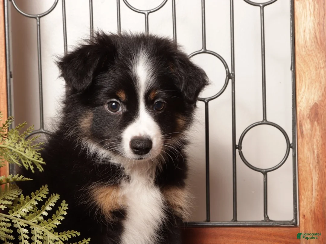 Miniature Australian Shepherd dogs for sale: Storm - Mini Aussie  - Ad 2
