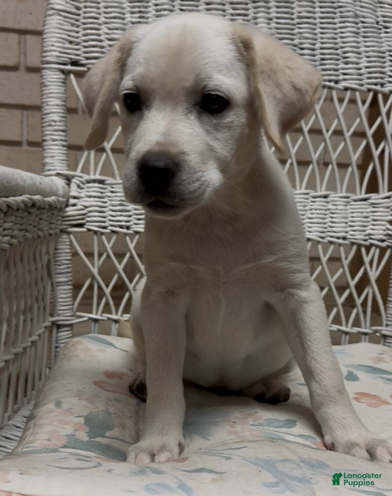 Labrador Retriever dogs for sale: Labrador Retriever Jackie - Ad 8