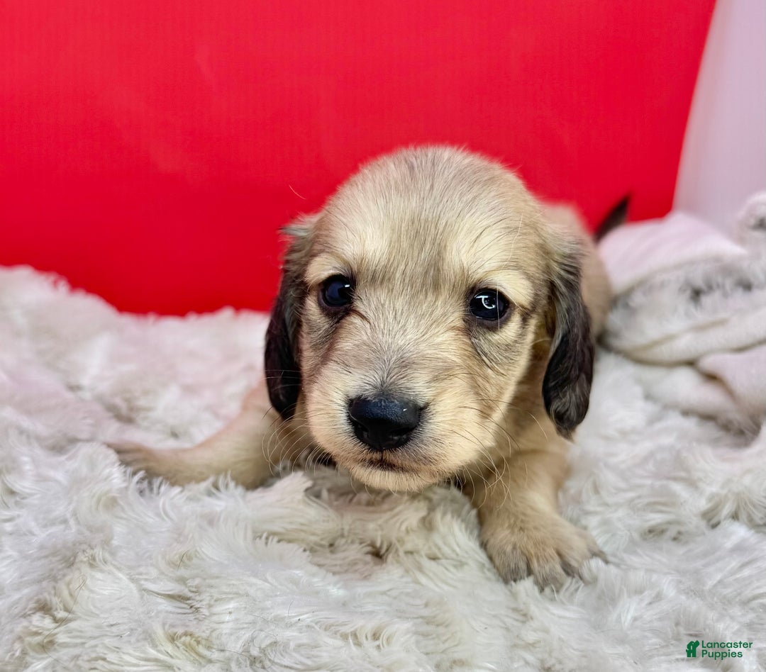 Miniature Dachshund dogs for sale: CReam boy - Ad 1