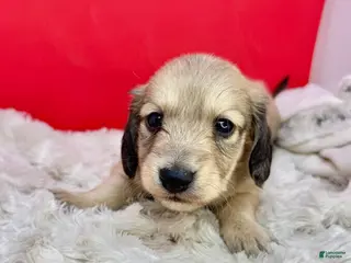 Miniature Dachshund dogs CReam boy - Ad 42