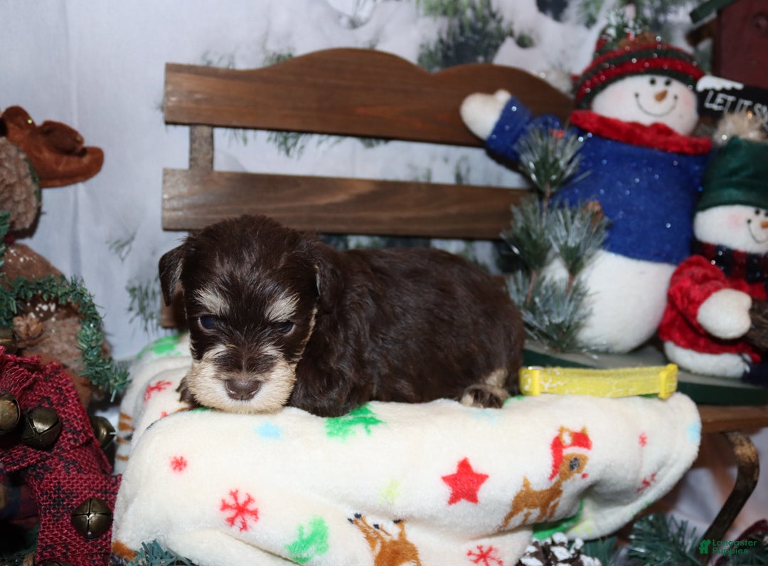 Miniature Schnauzer dogs for sale: stella - Ad 3