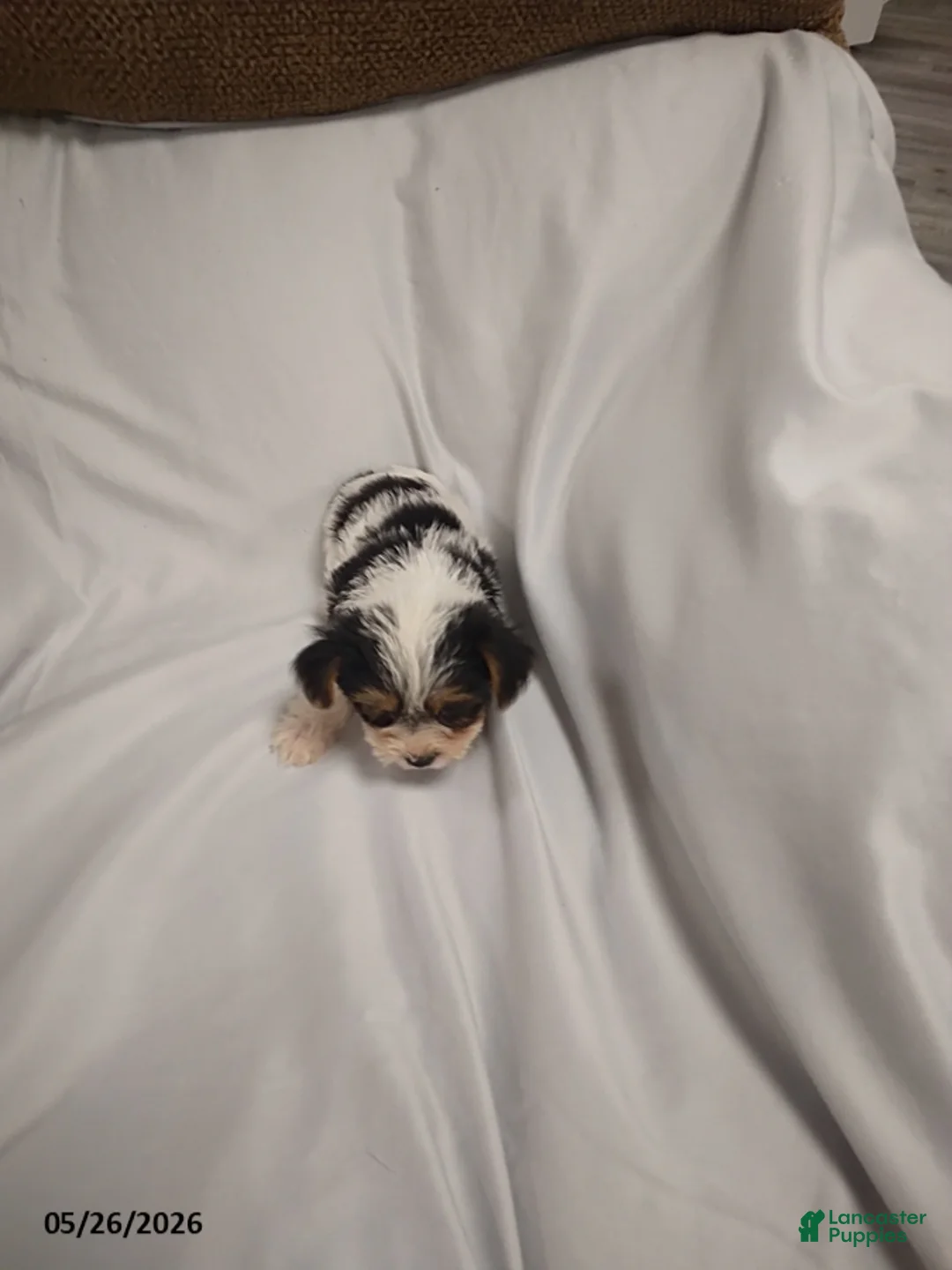 Yorkshire Terrier dogs for sale: Emma - Ad 4