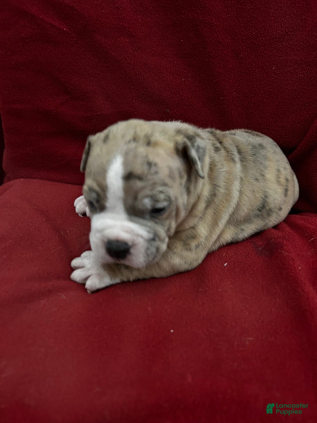 American Bully dogs for sale: American Bully Puppy 1 - Ad 11