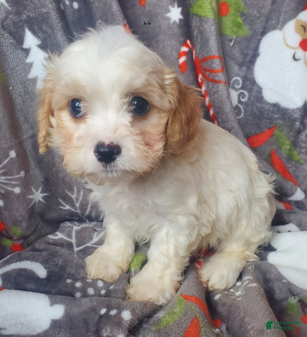 Cavachon dogs for sale: Harry - Ad 3