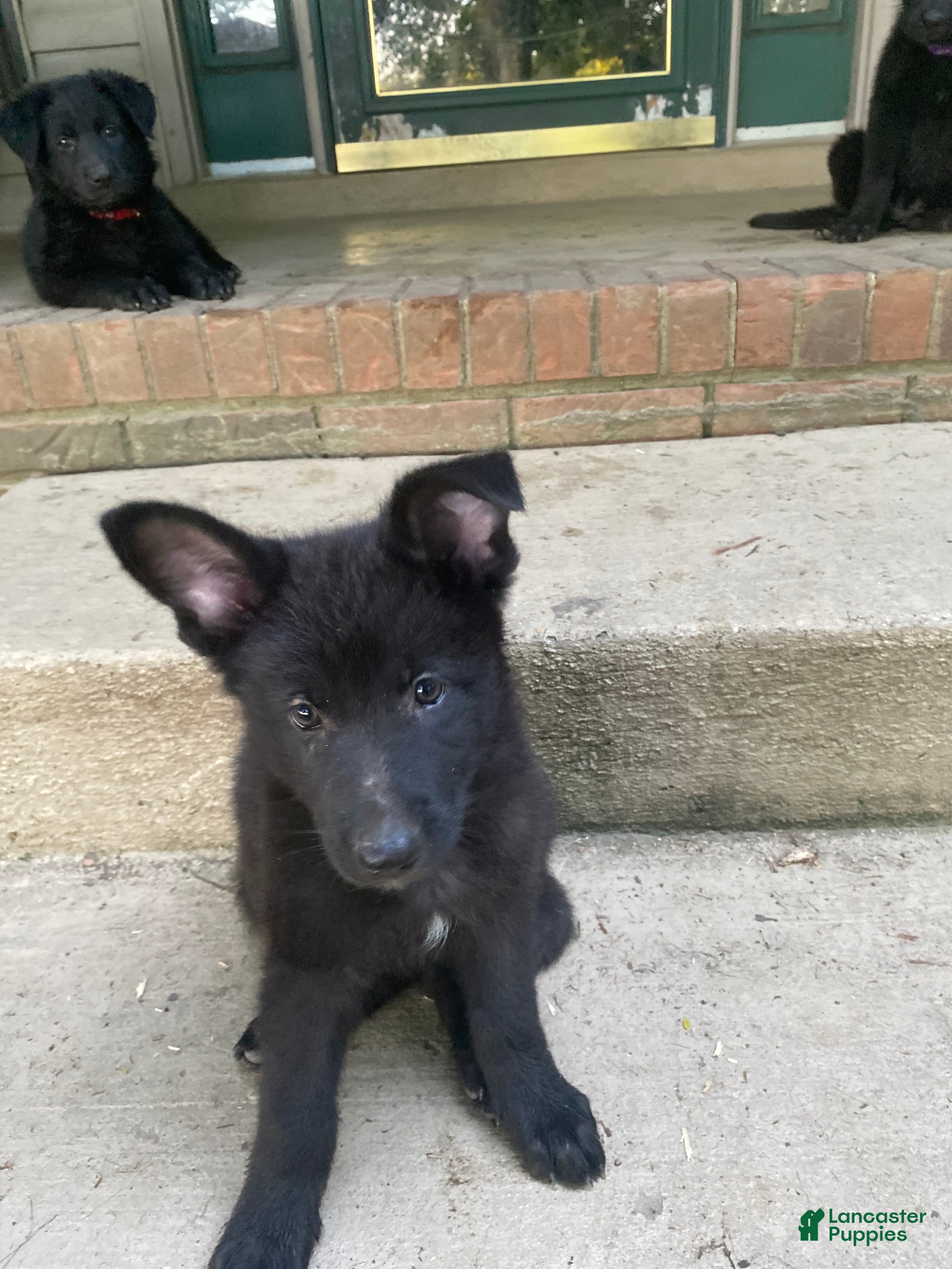 German Shepherd dogs German Shepherd 4 - Ad 11