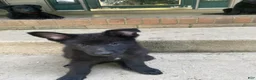 German Shepherd dogs for sale: German Shepherd 4 - Ad 1