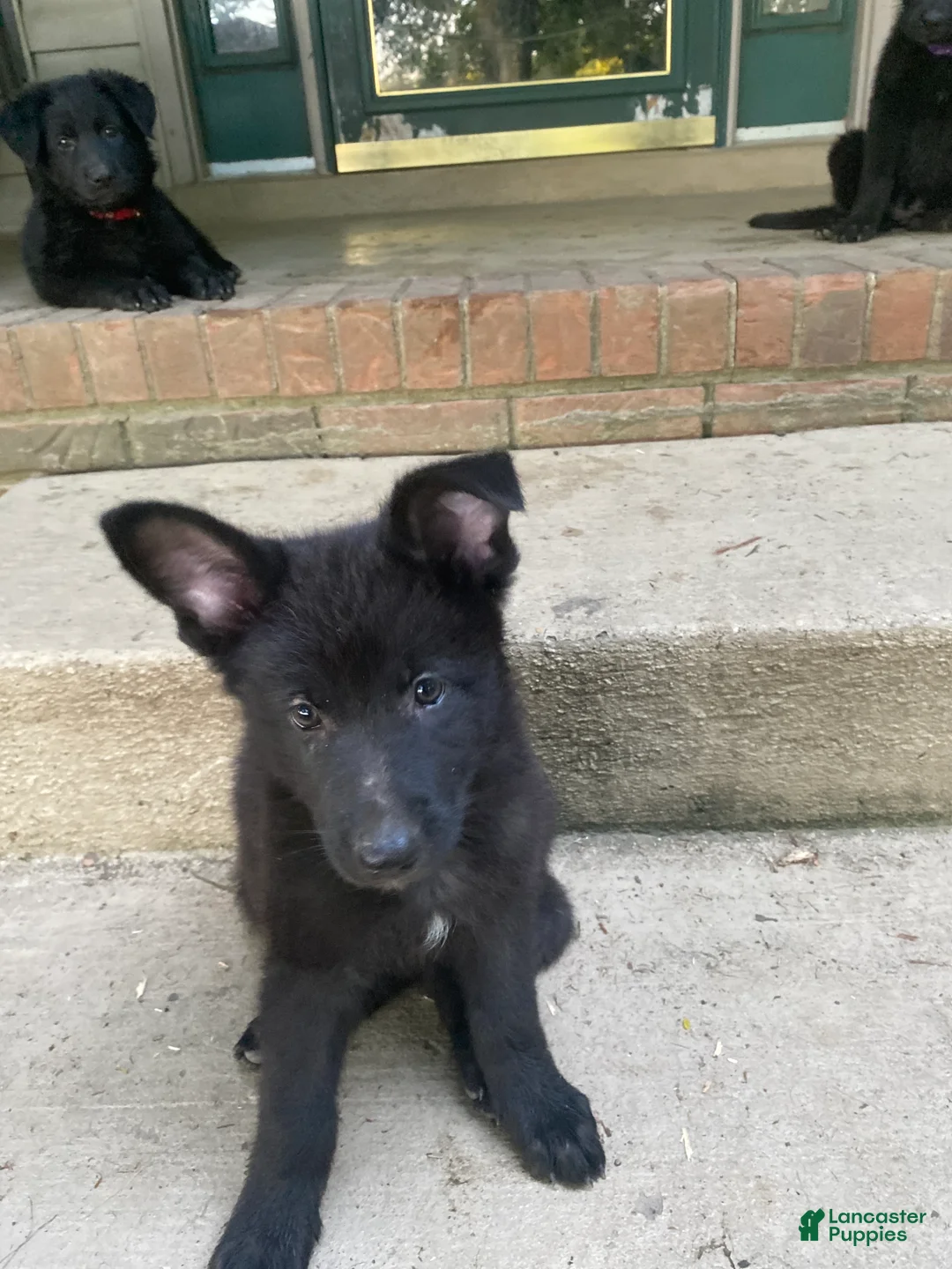 German Shepherd dogs for sale: German Shepherd 4 - Ad 1