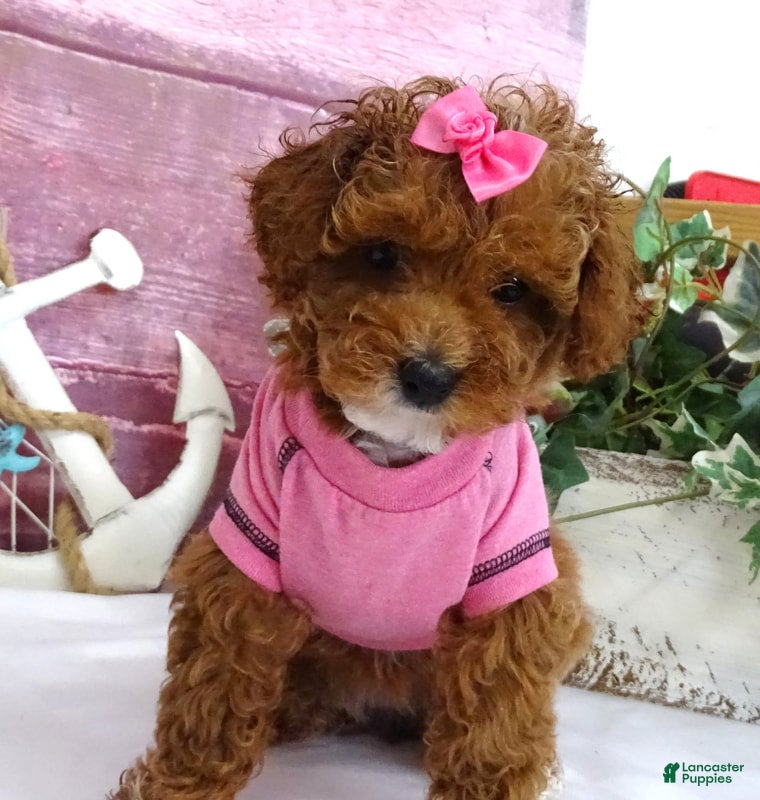 Toy Poodle dogs Saylor - Ad 21