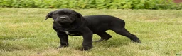 Cane Corso dogs for sale: Maple  - Ad 3