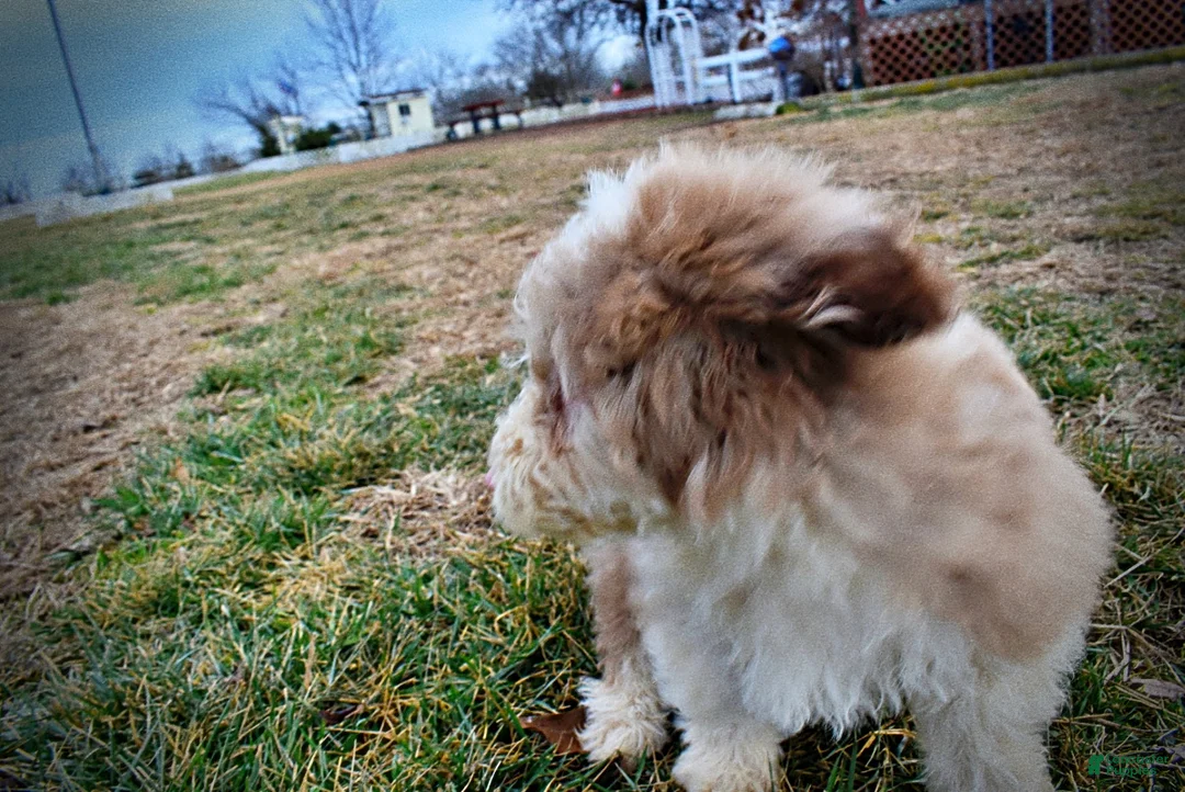 Havapoo dogs for sale: Webster - Ad 15