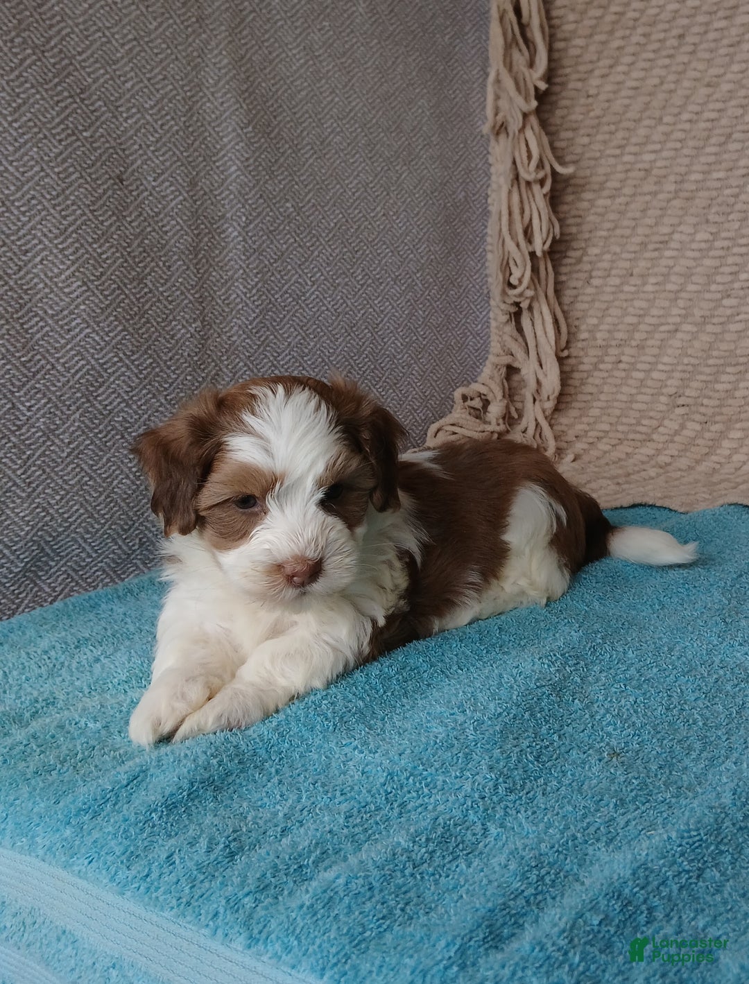 Havanese dogs for sale: Flake  - Ad 3