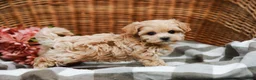 Maltipoo dogs for sale: Cecelia - Ad 6