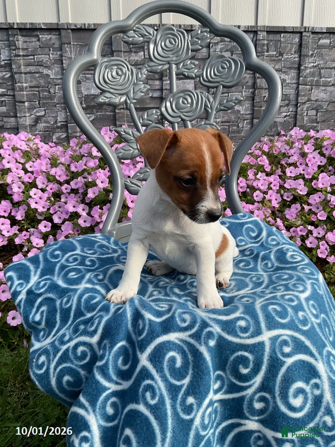 Jack Russell Terrier dogs Kelsie - Ad 2