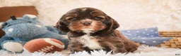 Cocker Spaniel dogs for sale: Cocoa - Ad 5