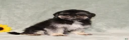 Shih Tzu dogs for sale: Imperial Smurf - Ad 5