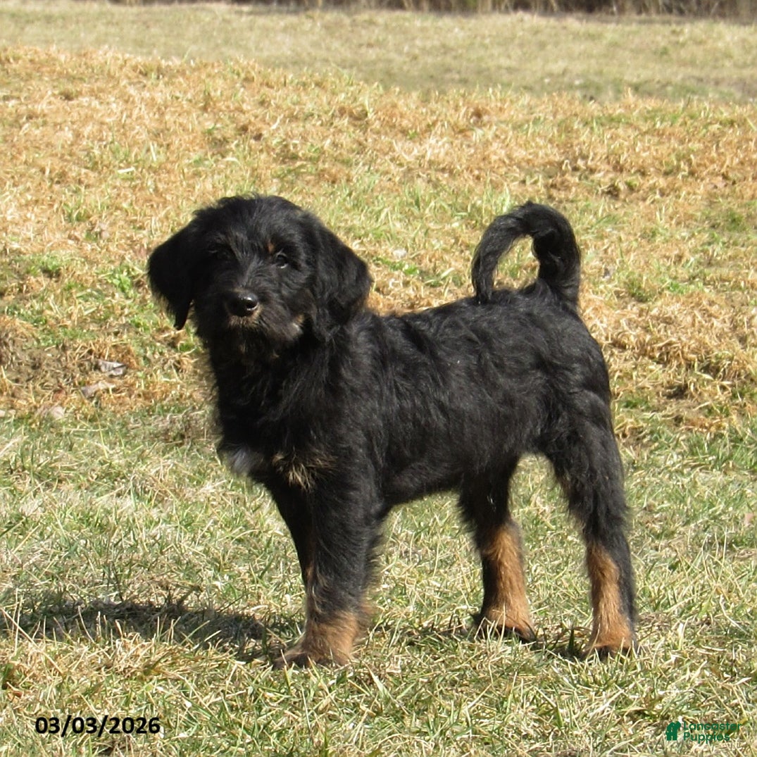 Labradoodle dogs Asher - Ad 1