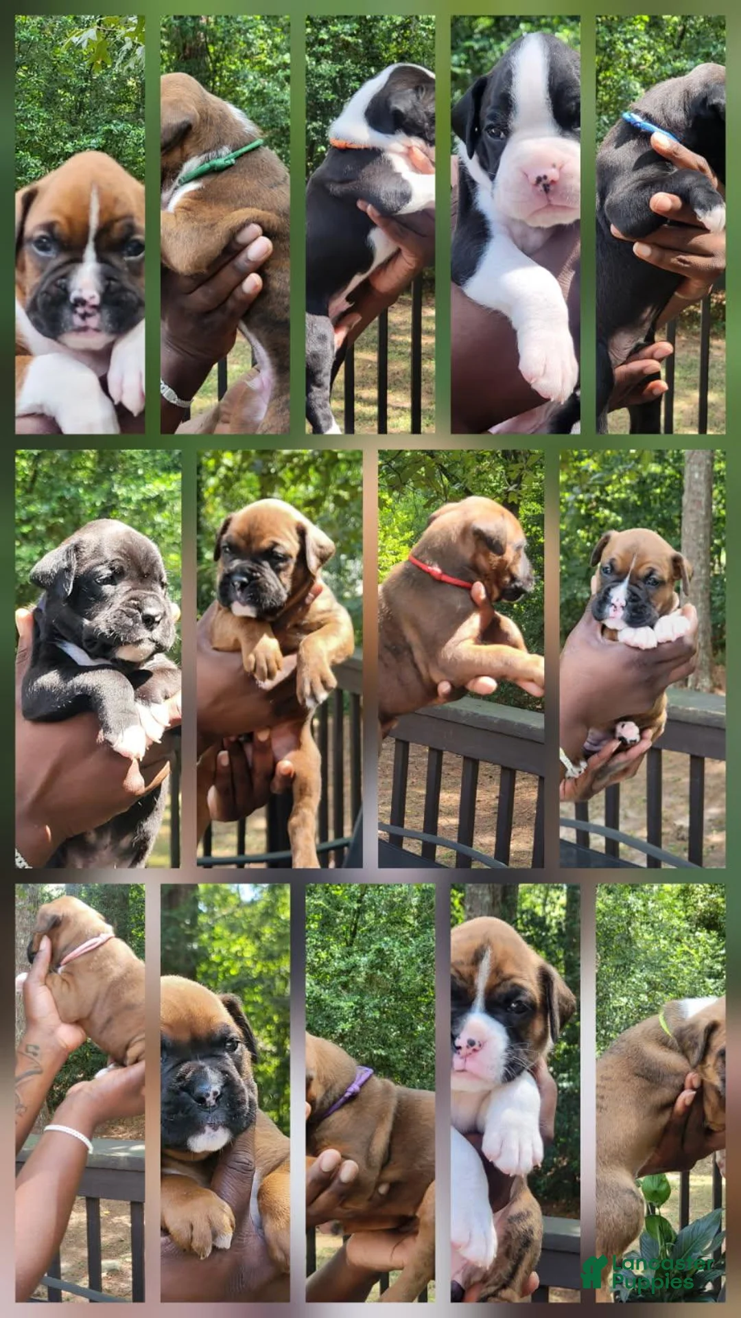 Boxer dogs for sale: Boxer 2 - Ad 7
