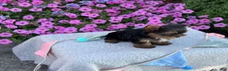 Yorkshire Terrier dogs for sale: Indie - Ad 15