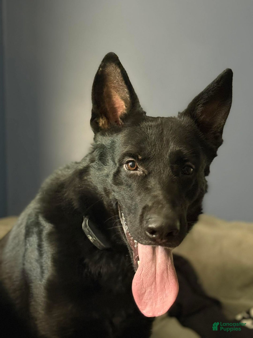 German Shepherd dogs for sale: Juliet - Ad 4