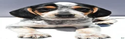 Beagle dogs for sale: Ryan - Ad 4