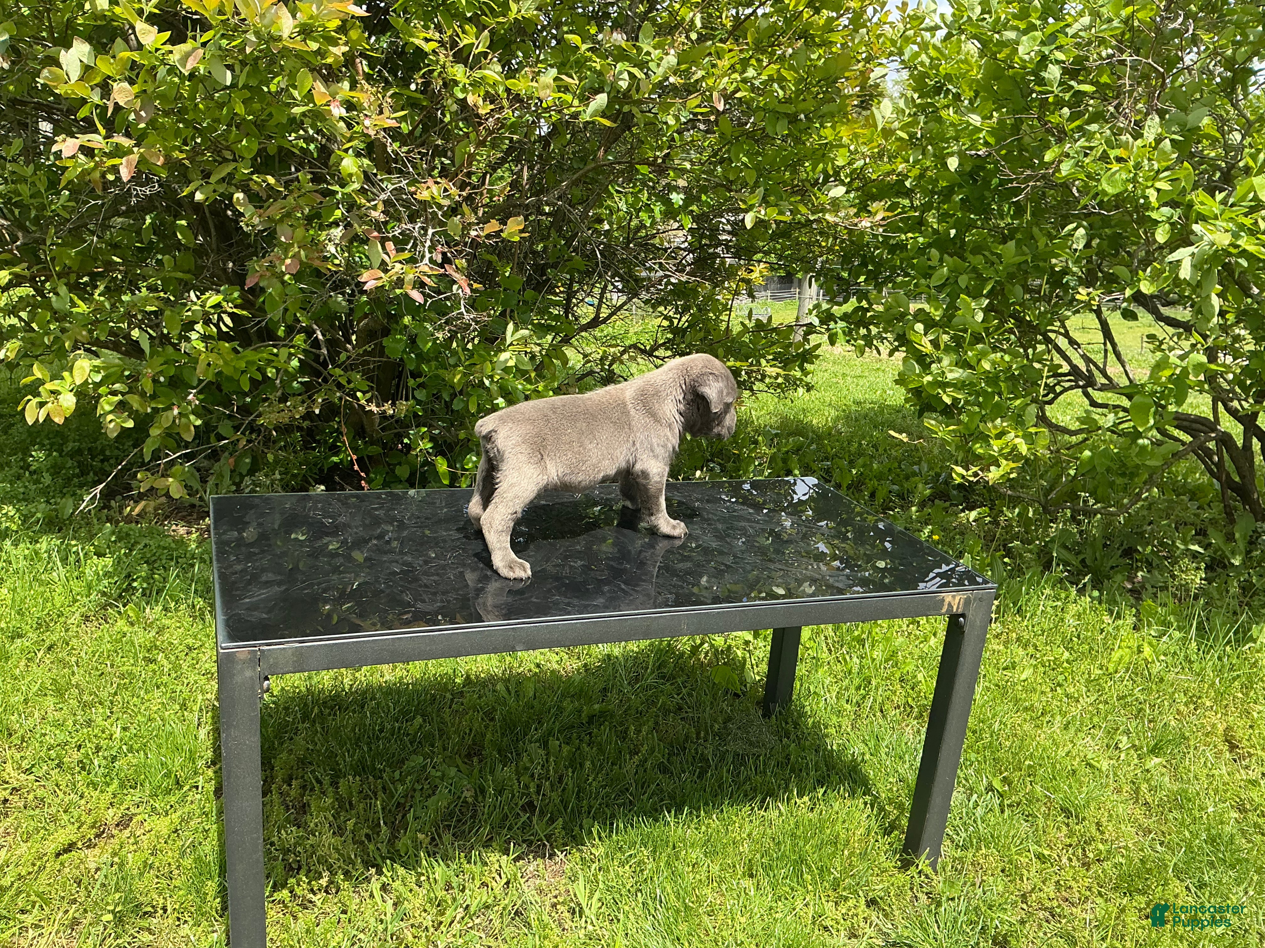 Cane Corso dogs Cane Corso Puppy 7 - Ad 2