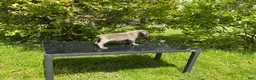 Cane Corso dogs for sale: Cane Corso Puppy 7 - Ad 2