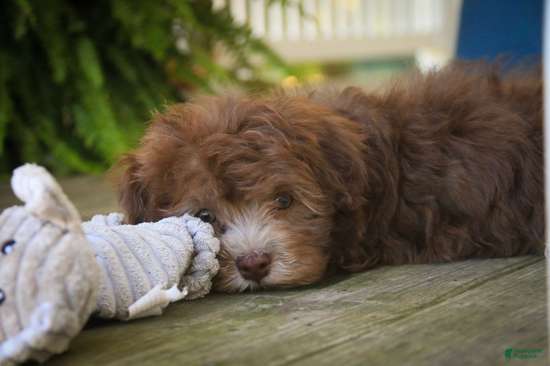 Havanese dogs Gatsby Havanese  - Ad 2