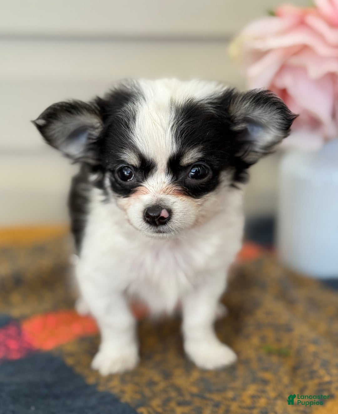 Chihuahua dogs for sale: Quest - Ad 7