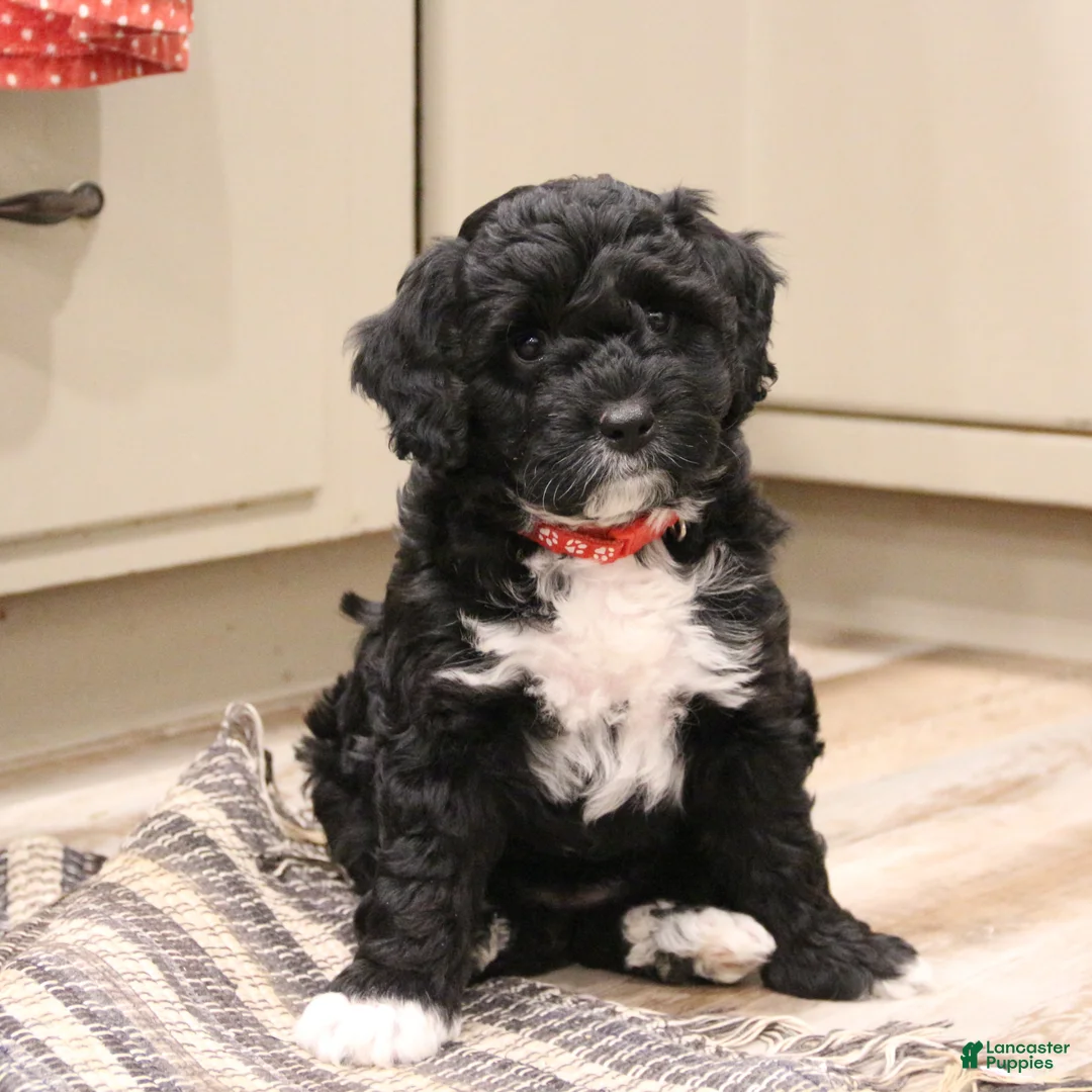 Mini Bernedoodle dogs for sale: Jazzy - Ad 3