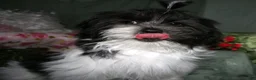 Shihpoo dogs for sale: Weston - Ad 3