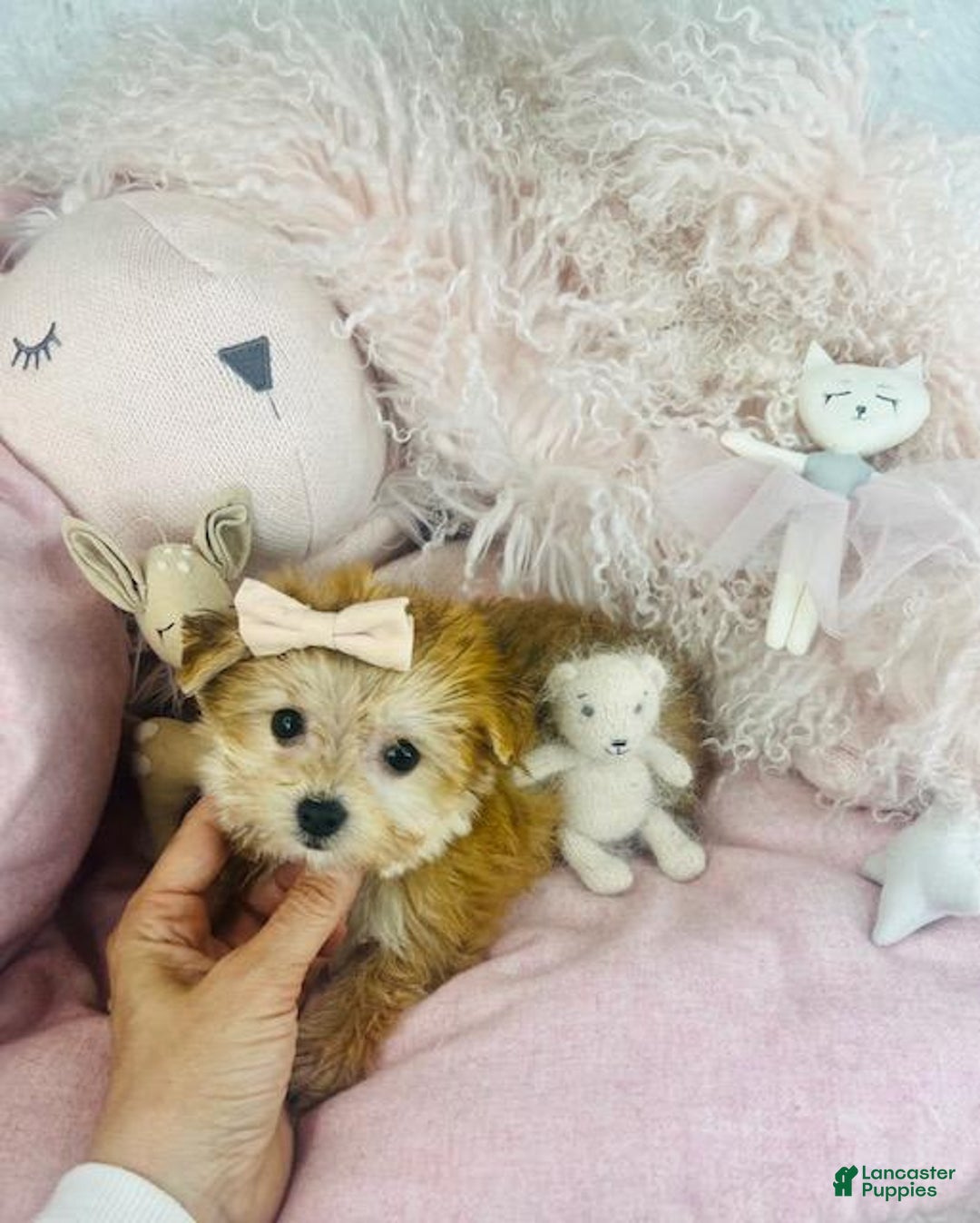 Yochon dogs for sale: Yochon Puppy 1 - Ad 2