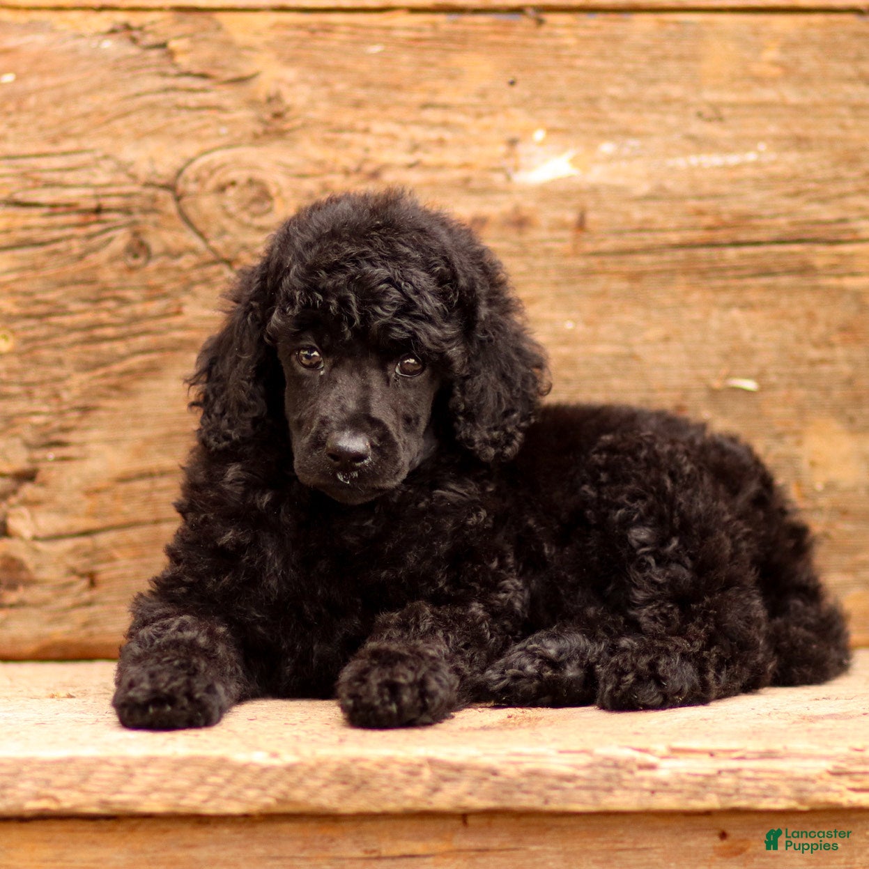 Standard Poodle dogs Darling - Ad 1
