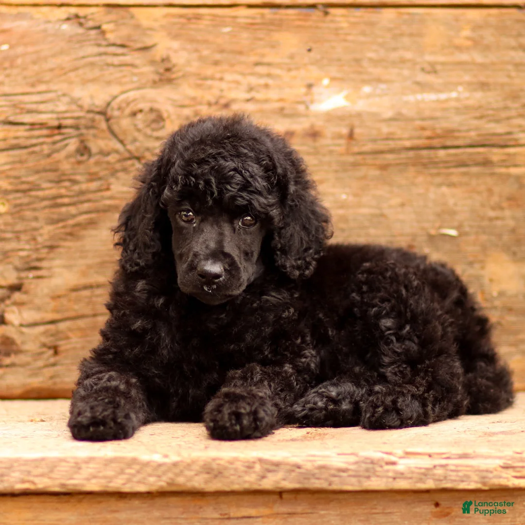 Standard Poodle dogs for sale: Darling - Ad 1