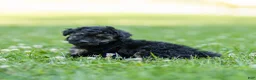 Miniature Poodle dogs for sale: Misty Miniature Poodle  - Ad 4