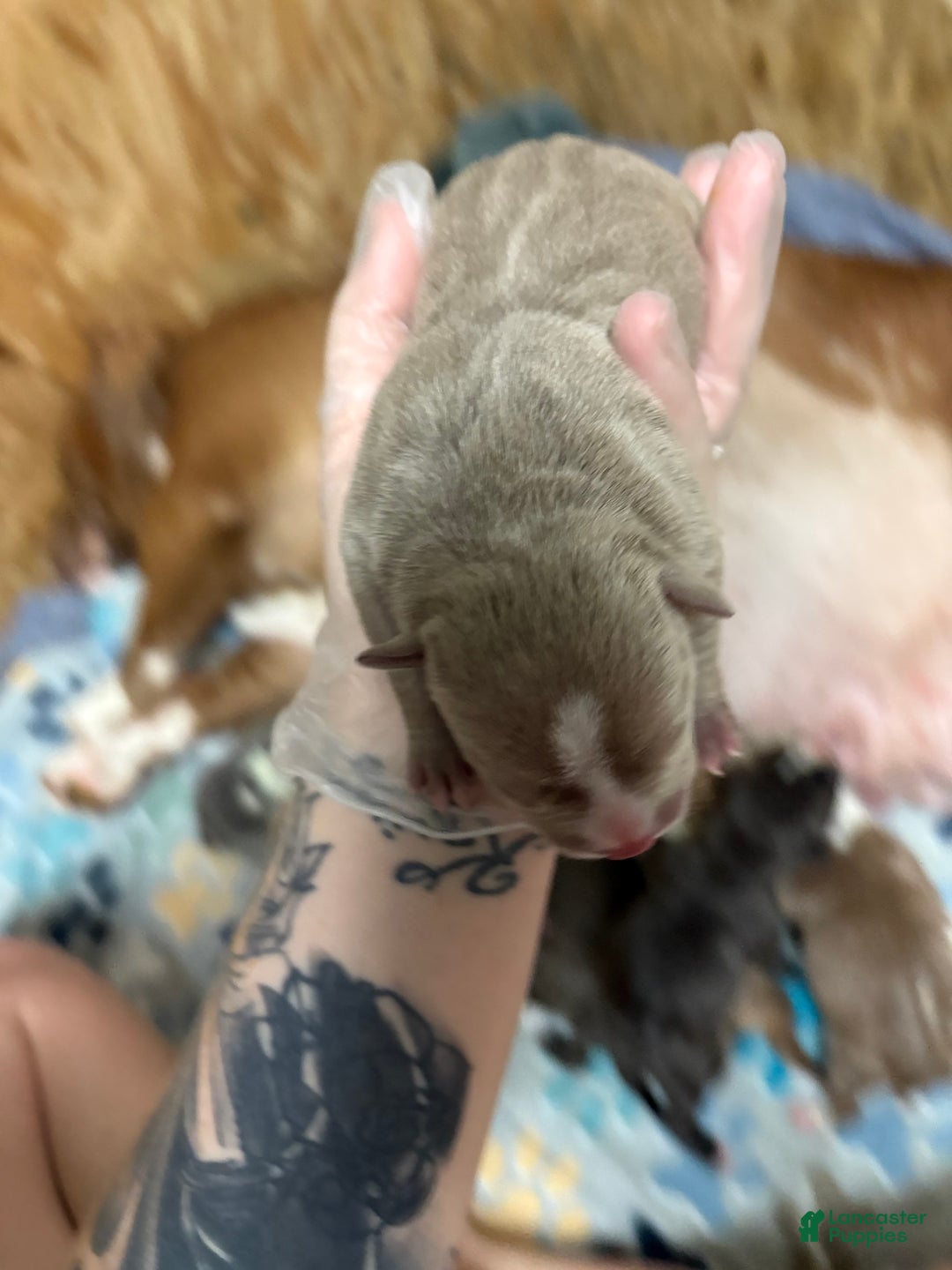 American Bully dogs for sale: Poe - Ad 10