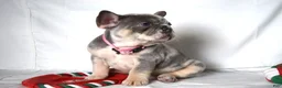 French Bulldog dogs for sale: Trixie - Ad 2