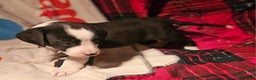 Border Collie dogs for sale: Friday - Ad 4