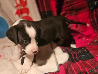 Border Collie dogs Friday - Ad 22