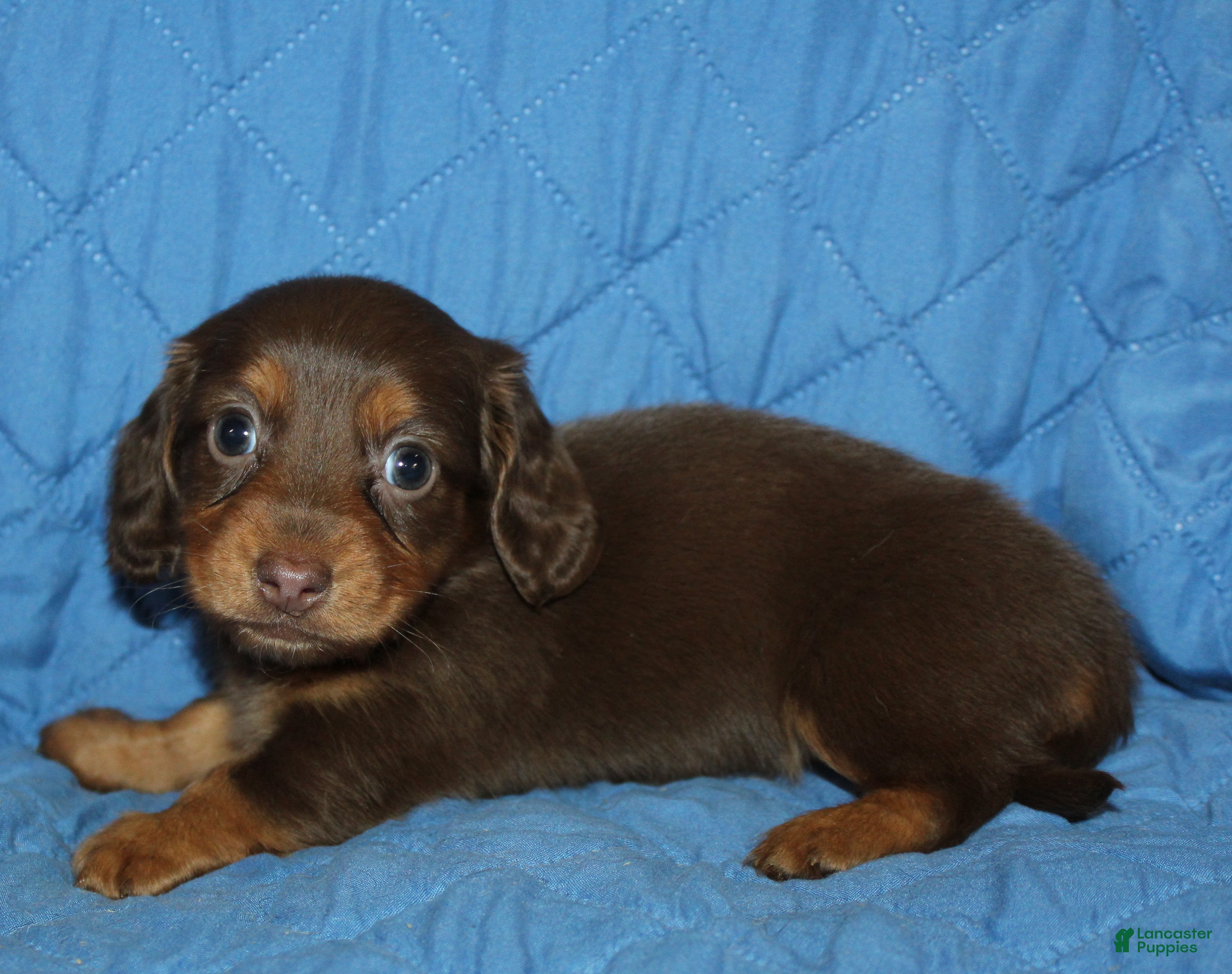 Miniature Dachshund dogs Mika - Ad 42