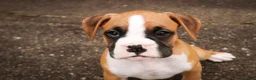 Boxer dogs for sale: Rex - Ad 6