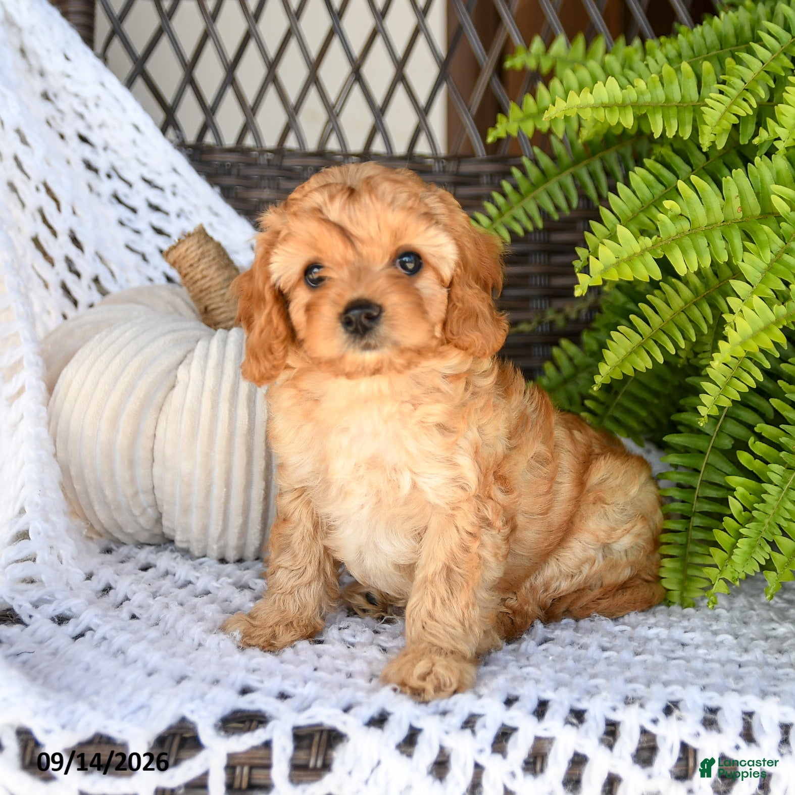 Cavapoo dogs for sale: Alex - Ad 3