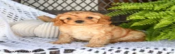 Cavapoo dogs for sale: Alex - Ad 1