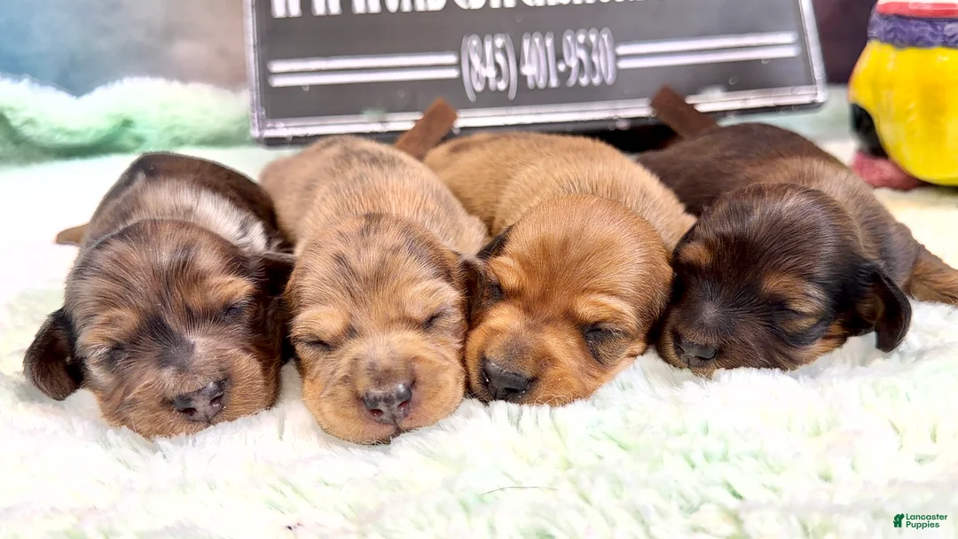 Miniature Dachshund dogs for sale: Smooth red Dapple - Ad 2