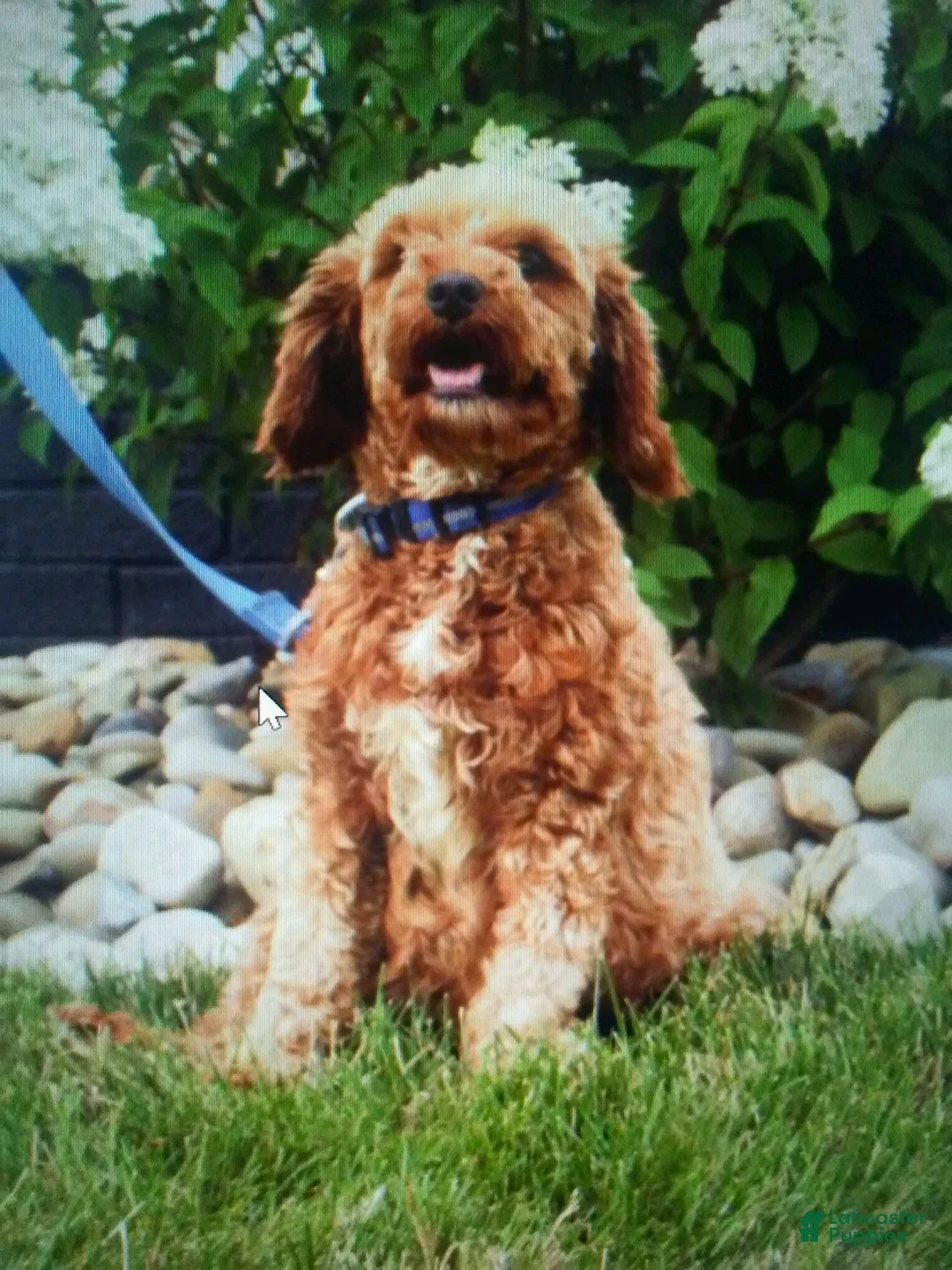 Cavapoo dogs for sale: Izzy - Ad 6