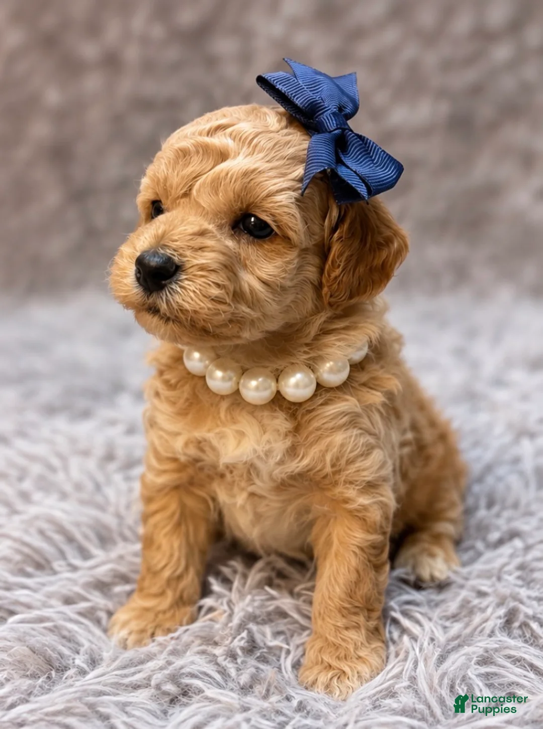 Toy Poodle dogs for sale: Flossie  - Ad 2