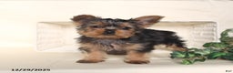 Yorkshire Terrier dogs for sale: Benji - Ad 5