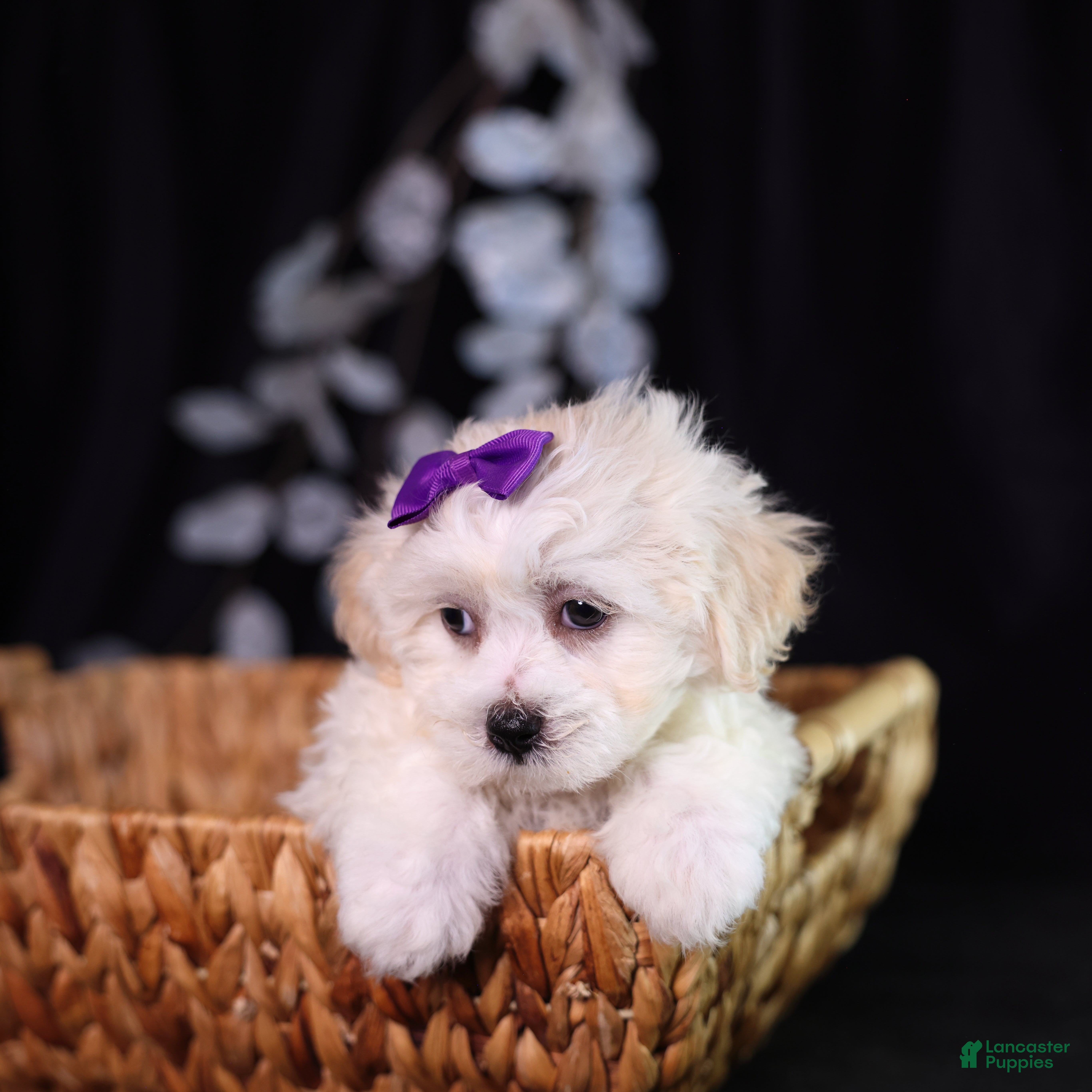 Teddy Bear dogs Catherine - Ad 2