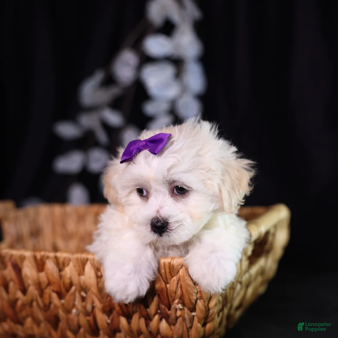 Teddy Bear dogs for sale: Catherine - Ad 2