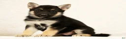 Gerberian Shepsky dogs for sale: Tom - Ad 1
