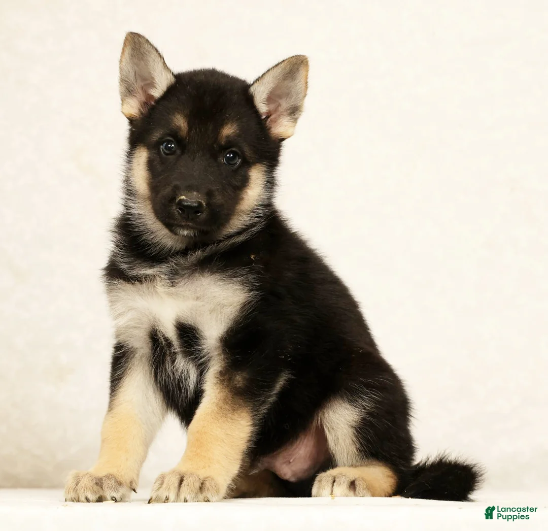 Gerberian Shepsky dogs for sale: Tom - Ad 1